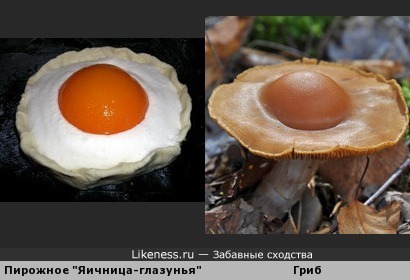 Этот гриб похож на шоколадное пирожное «Яичница-глазунья»