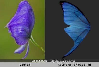 Цветок похож на крыло бабочки