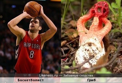 Этот гриб-красавец похож на баскетболиста с мячом