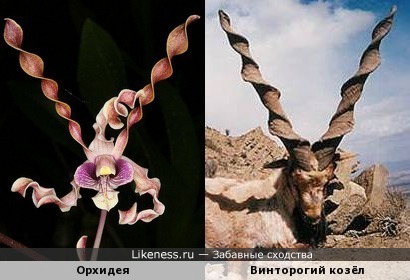 Орхидея напомнила винторогого козла