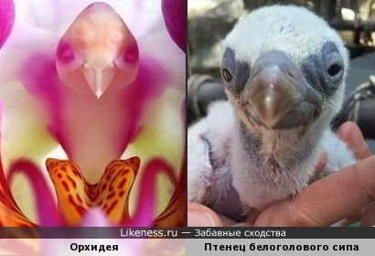 Орхидея напоминает птенца белоголового сипа