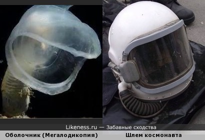 Оболочник-хищник похож на шлем космонавта