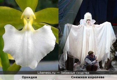 Орхидея напоминает Снежную Королеву