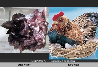 Аксинит напоминает курицу