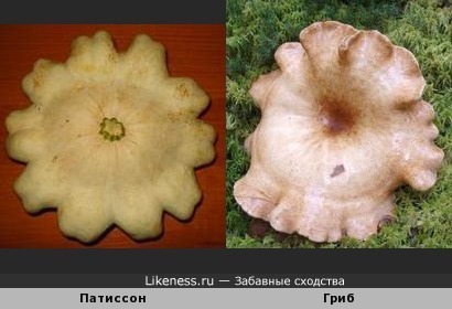 Этот гриб похож на патиссон