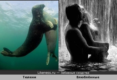 Тюлени напоминают влюблённых