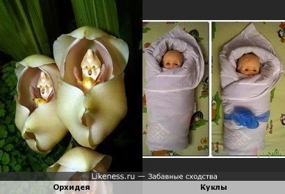 Орхидея напоминает кукол
