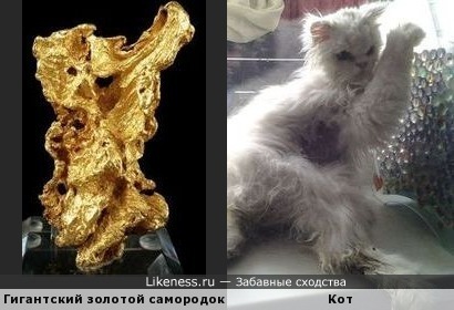 Гигантский золотой самородок напоминает кота