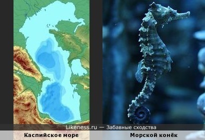 Морской конёк напоминает контуры Каспийского моря