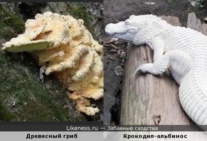 Древесный гриб напоминает крокодила-альбиноса