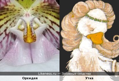 Орхидея напоминает утку