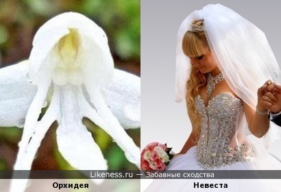 Орхидея напоминает невесту
