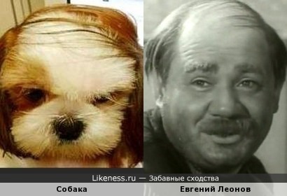 Собачка похожа на Евгения Леонова