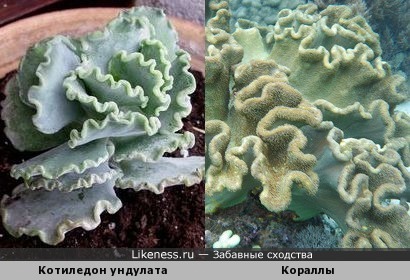 Растение котиледон напоминает кораллы