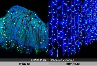 Медуза напоминает гирлянду