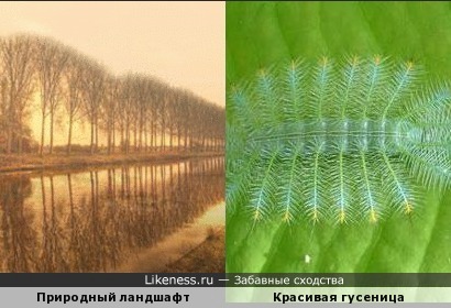 Отражение деревьев в воде напомнило гусеницу