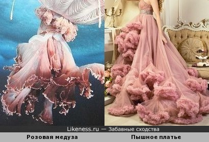 Медуза напоминает вечернее платье