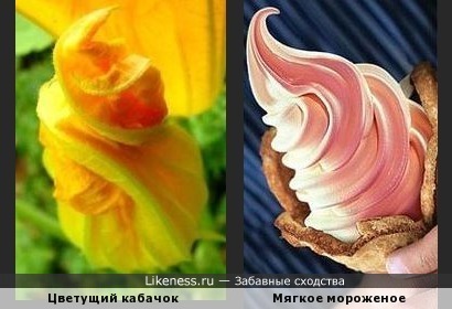 Цветок напоминает мягкое мороженое