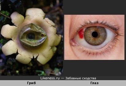 Есть глаза у грибов