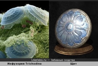 Инфузория Trichodina напоминает щит