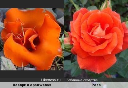 Алеврия оранжевая напоминает розу
