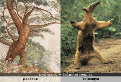 Тамандуа напоминает дерево