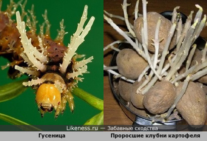 Отростки у гусеницы напоминают отростки у проросших клубней картофеля