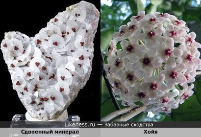 Сдвоенный минерал напоминает цветки хойи