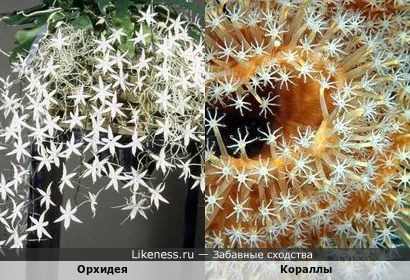 Кораллы - это морские орхидеи