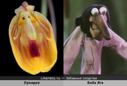 Орхидея напоминает Бабу-Ягу из мультфильма &quot;Домовёнок Кузя&quot;