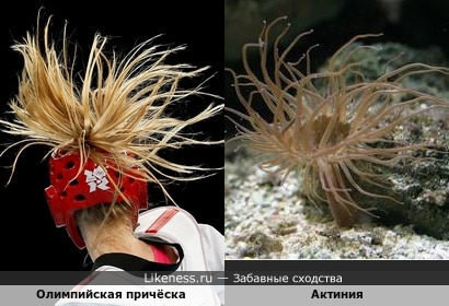 Олимпийская причёска и морская актиния