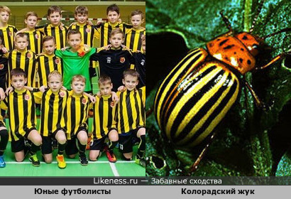 Форма юных футболистов и окраска спинки колорадского жука