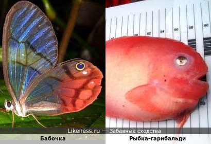 Бабочка напоминает рыбу-гарибальди