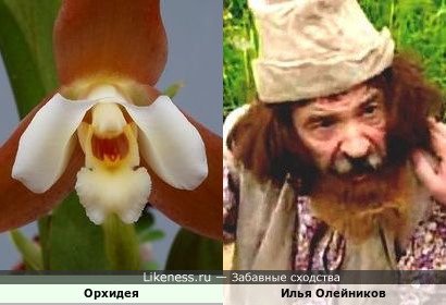 Орхидея напоминает Илью Олейникова в образе