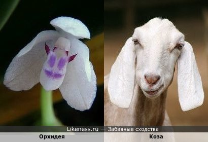 Орхидея напоминает козу