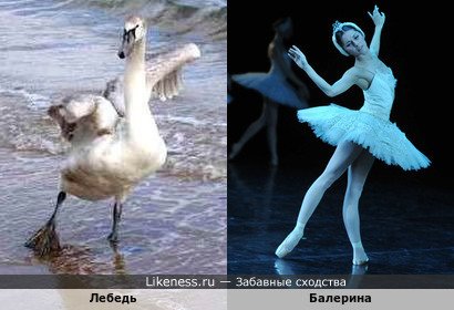 Лебедь-балерина и балерина-лебедь