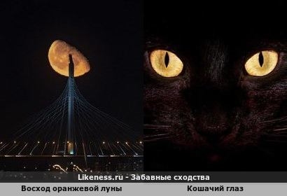 Восход оранжевой луны напоминает кошачий глаз