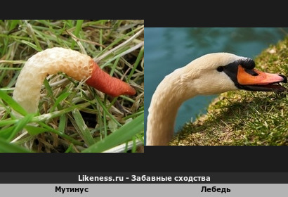 Этот гриб напоминает лебедя