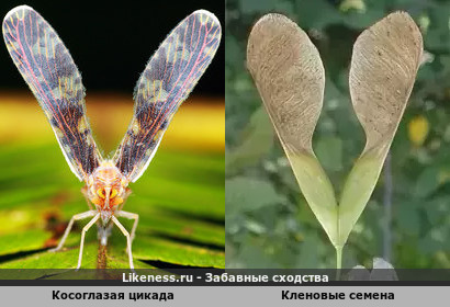 Косоглазая цикада и семя клёна