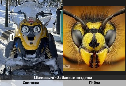 Снегоход напоминает пчелу