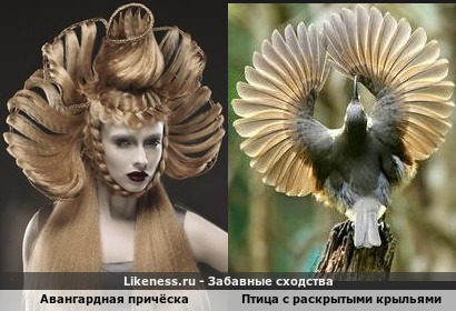 Авангардная причёска напоминает птицу с расправленными крыльями