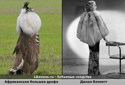 А сама-то величава, выступает, будто пава&hellip;