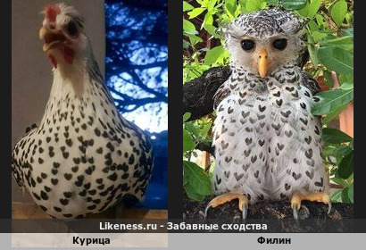 Животные с изюминкой во внешности