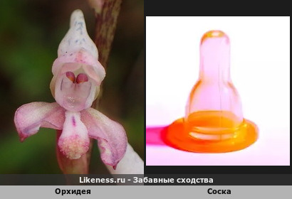 Соска на орхидее