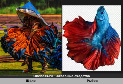 Аквариумный петушок в шёлковом платье