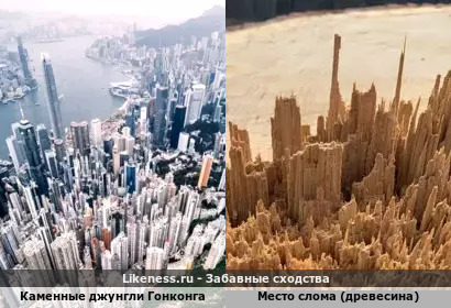 Когда на пне раскинулся целый город с небоскрёбами
