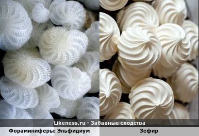 Эльфидиум напоминает зефир