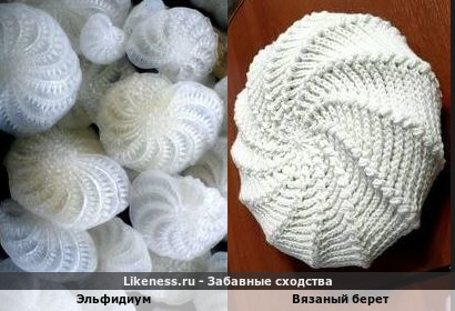 Эльфидиум напоминает маленькие вязаные береточки