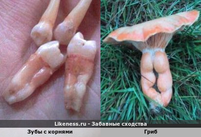 Стройнее ножек не бывает