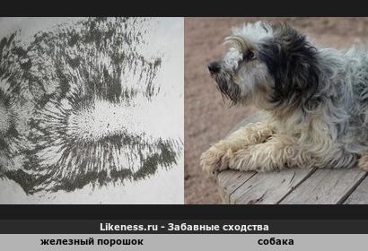 Железный порошок под действием магнитного поля изобразил собаку